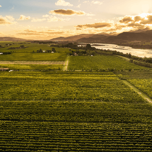 From Bordeaux to Marlborough : The Climate
